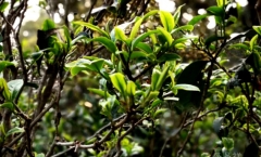 易武茶区最有韵味的山头茶――麻黑古树茶！