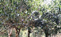 նĸطĲ