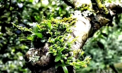 5个小窍门,轻松区分古树茶和台地茶