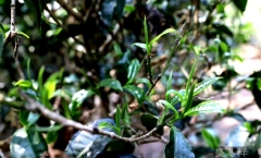 勐海茶厂大益普洱茶全集系列讲解!深度讲解大益茶品