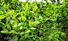 邦东三杰,曼岗古树普洱茶特点