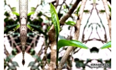 凤牌滇红|经典5