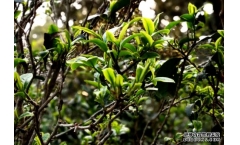 易武刮风寨普洱茶有哪些优异的特点?