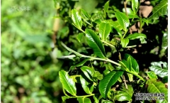 熟普洱茶的味道和口感