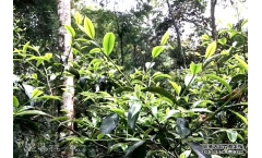 ������ն��裬Ҫ�ܿ���Щ�ط�����ò費�ɺ���