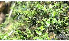 ������۷�֮����2000���ɺ���è�����������趥����