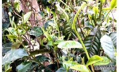 2010�ʹ������2012���������Ƭ�ն�����������