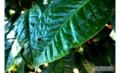 ʲô���ʺϺȺ�裿��趼����Щ��Ч�����������Щ