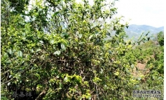 ʱ������ɽҰ���:ʱ������ɽҰ���