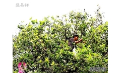 �����ƺ�衱�ٻ�����չ�̡��ƺ�