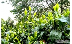 ��˵����AI���ϰ����ն��費ֻ�ǰ���