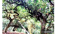 ���ϲ裬���ɺ�:����������š��ն���ϵ���ذ��׷�