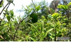 �ն��ϲ�֮��ĳ�ζ��ùζ��������ʲô�����أ�