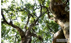 �º��ٺƹ����ն���:�º���������Щ������ɽ��