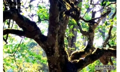 ˫�����¿�ʮ��կ֮:������կ���ӿ�կ�ն���