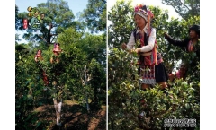 Ϊʲô�紺��ú�?Ϊ���ҿ��𰸣�