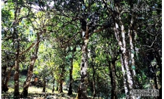 ����������Ū������43��Ⱥ���֣������������